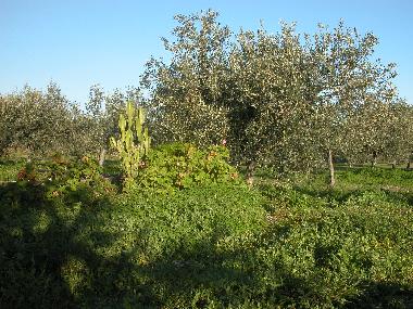 Casa de vacaciones en Orosei (Nuoro)Casa de vacaciones