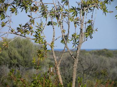 Casa de vacaciones en Orosei (Nuoro)Casa de vacaciones
