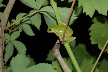 Villa en preveza (Preveza)Casa de vacaciones