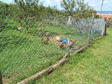 Casa de vacaciones en Quatro Ribeiras, Praia da Vit�ria (Azoras)Casa de vacaciones