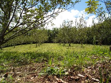 Casa de vacaciones en Quatro Ribeiras, Praia da Vit�ria (Azoras)Casa de vacaciones
