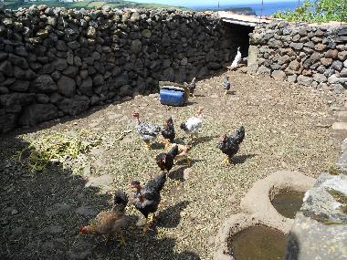 Casa de vacaciones en Quatro Ribeiras, Praia da Vit�ria (Azoras)Casa de vacaciones