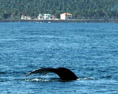 Casa de vacaciones en El Frances (Samana)Casa de vacaciones