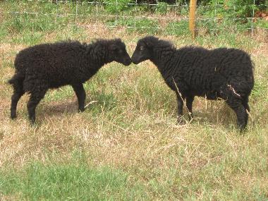 Casa de vacaciones en PLONEOUR-LANVERN (Finist�re)Casa de vacaciones