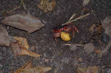 Apartamento de vacaciones en Le Diamant (Martinique)Casa de vacaciones