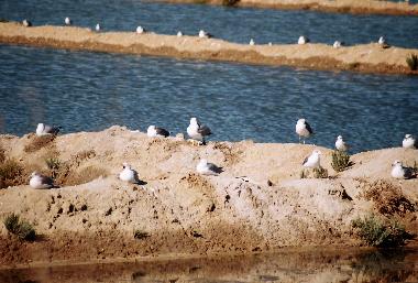 Apartamento de vacaciones en moncarapacho (Algarve)Casa de vacaciones