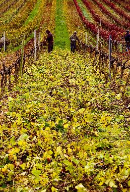 Cama y desayuno en Manique do Intendente (Grande Lisboa)Casa de vacaciones
