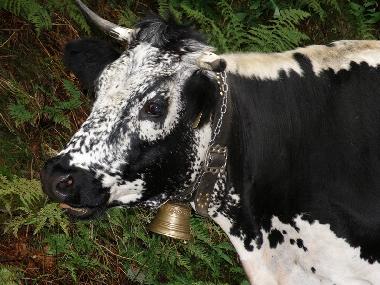 Villa en 88520 (Vosges)Casa de vacaciones