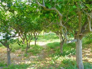 Casa de vacaciones en Sarantapichiotika (Korinthia)Casa de vacaciones