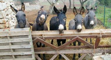 Casa de vacaciones en Francavilla Fontana (Brindisi)Casa de vacaciones