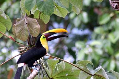 Casa de vacaciones en Puerto Viejo (Limon)Casa de vacaciones