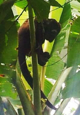 Casa de vacaciones en Puerto Viejo (Limon)Casa de vacaciones