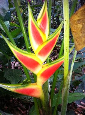 Casa de vacaciones en Puerto Viejo (Limon)Casa de vacaciones