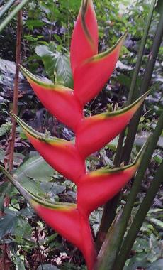 Casa de vacaciones en Puerto Viejo (Limon)Casa de vacaciones