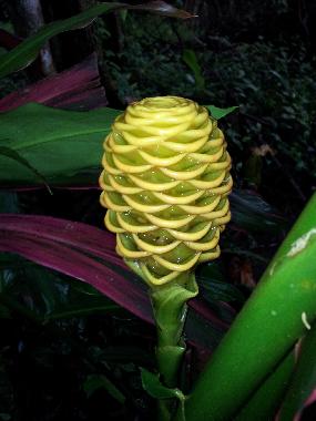 Casa de vacaciones en Puerto Viejo (Limon)Casa de vacaciones