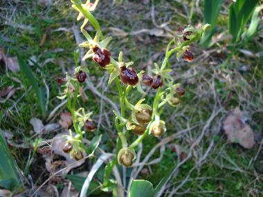Villa en La Tour sur Orb (Hrault)Casa de vacaciones