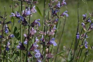 Casa de vacaciones en lavercantiere (Lot)Casa de vacaciones