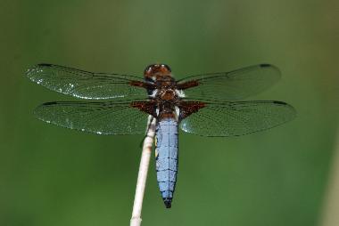 Casa de vacaciones en lavercantiere (Lot)Casa de vacaciones