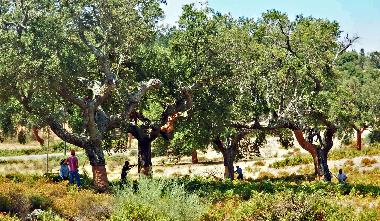 Cama y desayuno en besteiros de cima (Alto Alentejo)Casa de vacaciones