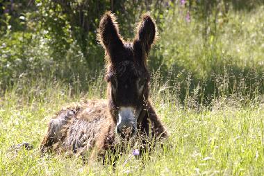 Cama y desayuno en besteiros de cima (Alto Alentejo)Casa de vacaciones