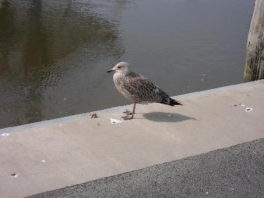 Apartamento de vacaciones en Dorum-Neufeld (Nordsee-Festland / Ostfriesland)Casa de vacaciones