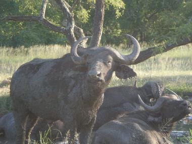 Casa de vacaciones en Marloth Park (Mpumalanga)Casa de vacaciones