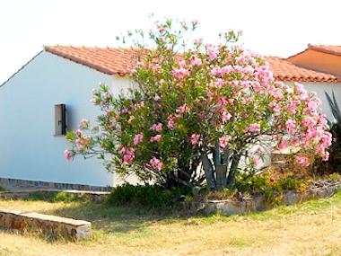 Casa de vacaciones en TORRE DEI CORSARI - Medio Campidano (Medio Campidano)Casa de vacaciones