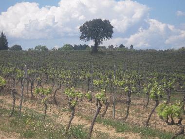 Parte del viedo Chteau borie Neuve