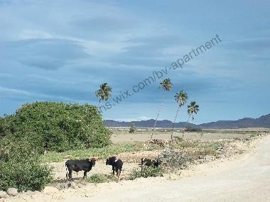 Apartamento de vacaciones en Sal Rei (Boa Vista)Casa de vacaciones
