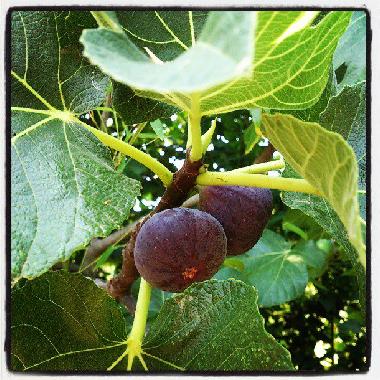 Casa de vacaciones en Ornaisons (Aude)Casa de vacaciones