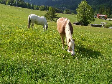 Apartamento de vacaciones en Kranjska Gora (Kranjska Gora)Casa de vacaciones