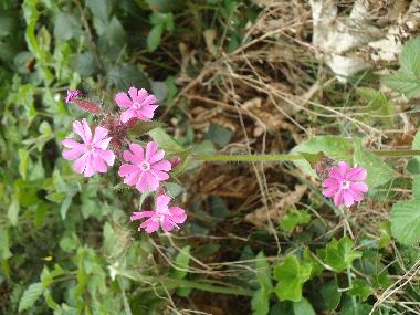 Casa de vacaciones en Lalaye-Charbes (Bas-Rhin)Casa de vacaciones