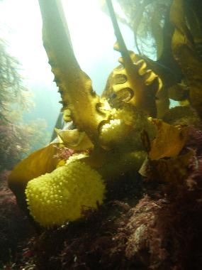 Casa de vacaciones en Plouz�lambre (C�tes-d