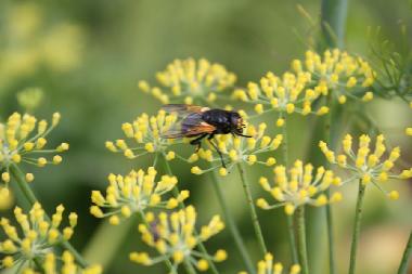 Casa de vacaciones en Plouz�lambre (C�tes-d