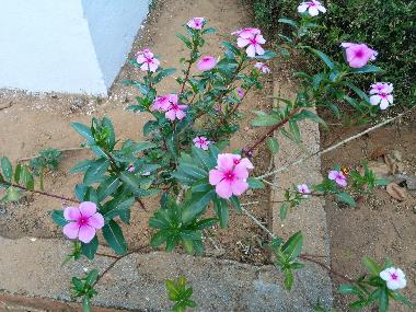 Cama y desayuno en Virajpet (Karnataka)Casa de vacaciones