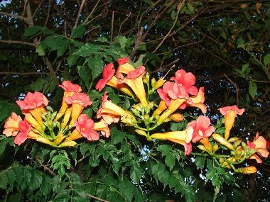 Casa de vacaciones en Pula (Istarska)Casa de vacaciones