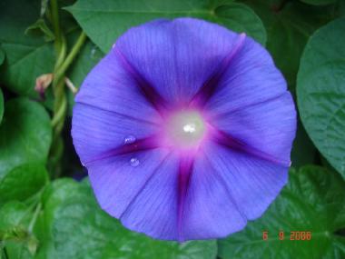 Casa de vacaciones en Pula (Istarska)Casa de vacaciones