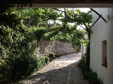 Sombras con parrales