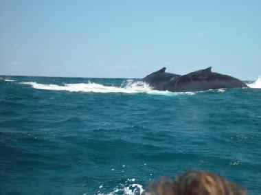 Apartamento de vacaciones en Cabarete (Puerto Plata)Casa de vacaciones