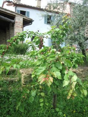 Apartamento de vacaciones en Monte san savino (Arezzo)Casa de vacaciones