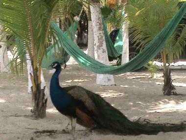 Cama y desayuno en Playa del Carmen (Quintana Roo)Casa de vacaciones