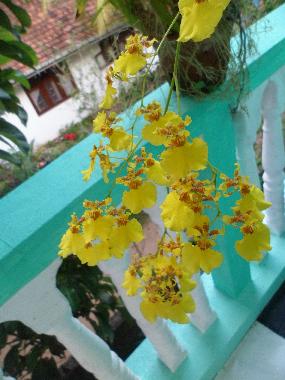 Apartamento de vacaciones en Beruwala (Kalutara)Casa de vacaciones