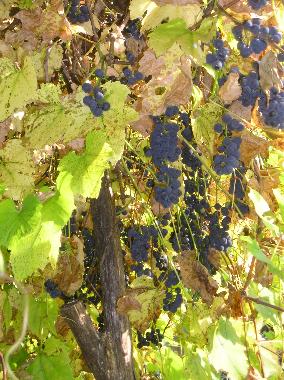 Apartamento de vacaciones en Viganella (VB) (Verbano-Cusio-Ossola)Casa de vacaciones