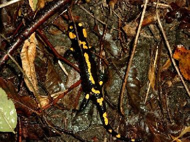 Apartamento de vacaciones en Viganella (VB) (Verbano-Cusio-Ossola)Casa de vacaciones