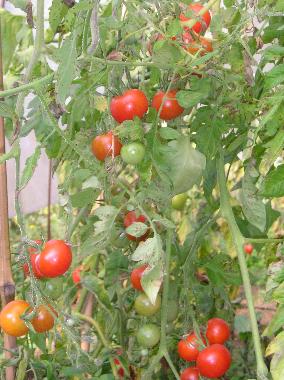 Apartamento de vacaciones en Viganella (VB) (Verbano-Cusio-Ossola)Casa de vacaciones