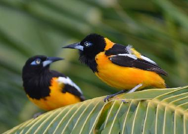 Apartamento de vacaciones en Curacao (Curacao)Casa de vacaciones