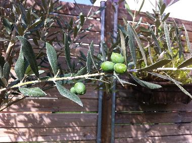 Casa de vacaciones en Camallera (Girona)Casa de vacaciones