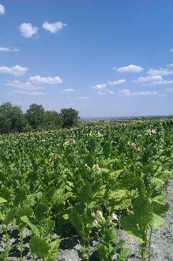 Casa de vacaciones en Lambuh  (Khaskovo)Casa de vacaciones