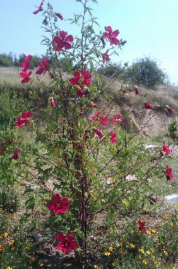 Casa de vacaciones en Lambuh  (Khaskovo)Casa de vacaciones