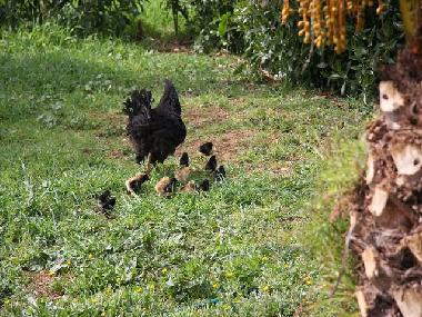 Casa de vacaciones en Campos (Mallorca)Casa de vacaciones